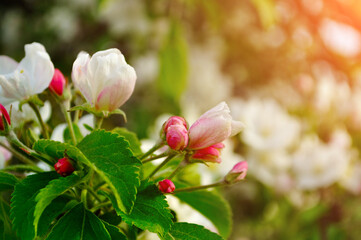 Apple flowers in spring blossom under soft sunlight- natural spring floral background. Apple tree in the spring garden. Selective focus at the central buds.