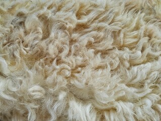 close up of sheep fur or fleece texture, Natural abstrack background