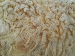 close up of sheep fur or fleece texture, Natural abstrack background