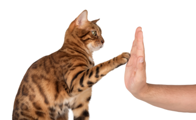 Bengal cat gives a paw to its owner on a transparent background.