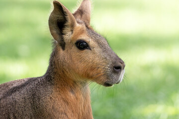 Patagonian mara, portrait of Dolichotis patagonum