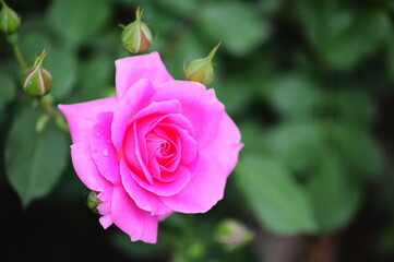 美しいバラの花