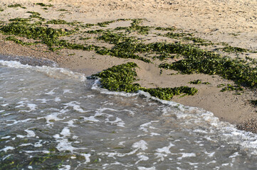 Soft waves glide over a sandy beach, revealing patches of vibrant green seaweed scattered along the shoreline. The sun sets, casting a warm glow over the tranquil landscape.