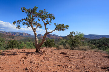 Twisted Juniper Tree in Sedona Arizona