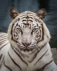 portrait of a tiger