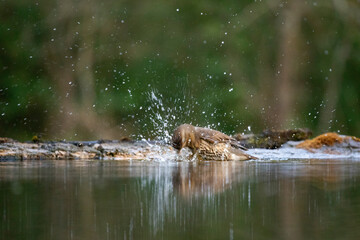 The song thrush (Turdus philomelos)
