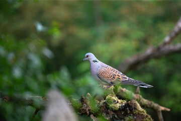 European turtle dove (Streptopelia turtur)