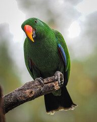 Parrot 