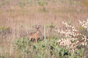 Beautiful wild european hare