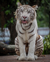 white tiger in the zoo