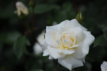 美しいバラの花