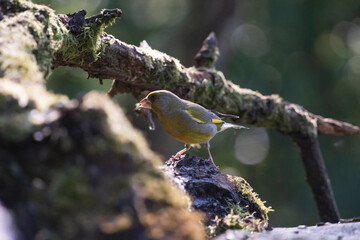 The European greenfinch