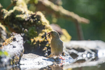 Eurasian blue tit (Cyanistes caeruleus)