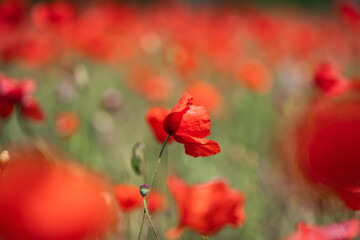 Poppie field in sunny day
