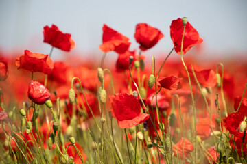 Obraz premium Poppie field in sunny day