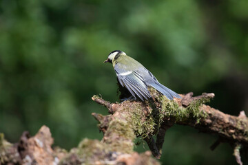 Great tit on the branch close-up
