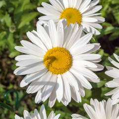 Fototapeta premium daisy nivberry closeup