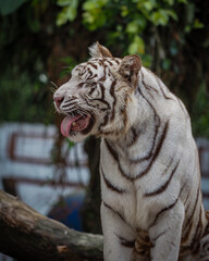 white tiger in the zoo