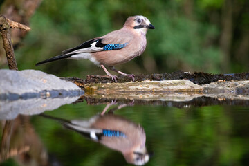 Eurasian jay (Garrulus glandarius)