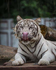 white bengal tiger