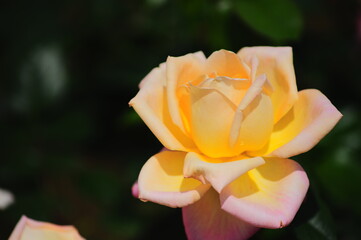 美しいバラの花