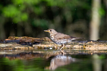 Song thrush (Turdus philomelos)