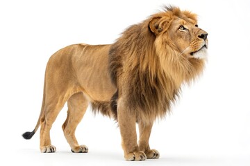 Obraz premium Majestic Male Lion Standing and Looking Upwards Isolated on White Background Wildlife Portrait