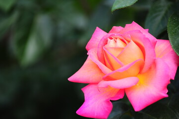 美しいバラの花