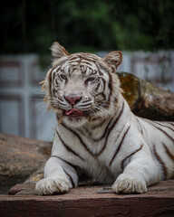 white tiger in the zoo