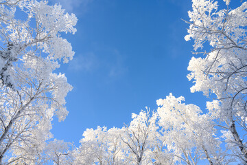 Looking up at blue sky through aspen trees covered in heavy white frost
