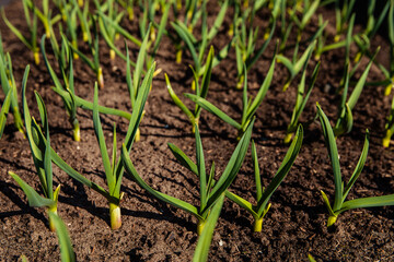 A vibrant bunch of green plants is growing out of the fertile ground