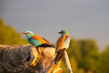 European roller (Coracias garrulus) bird.