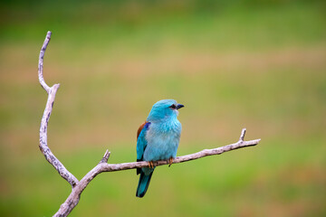 European roller (Coracias garrulus) bird.