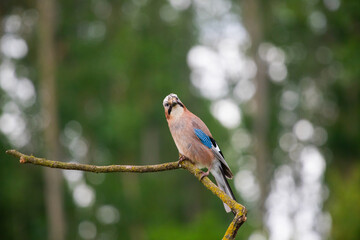 Eurasian Jay, Garrulus glandarius sitting on a branch