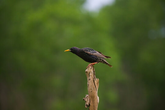 Common starling or European starling - Powered by Adobe
