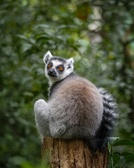 Lemur