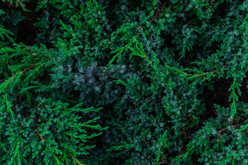 A detailed close up of a vibrant green bush filled with numerous leaves