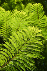 Vibrant ferns flourish under the warm sunlight, casting intricate shadows on the forest floor. Nature's beauty envelops the surroundings, inviting tranquility and calmness.