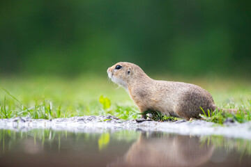 Funny ground squirrel