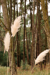 pampa grass plant in the forest during autumn