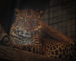 leopard in zoo