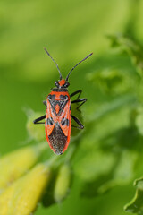 Closeup on a colorful red Rhophalid bug, Corizus hyoscyami on a green leaf