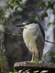 Heron