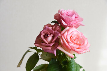 ブラウンとピンクのばら