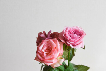 ピンクとブラウンのばら