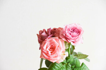 ブラウンとピンクのばら