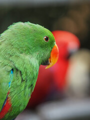 red and green parrot