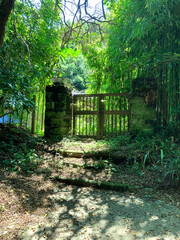 緑に包まれた日本の廃屋