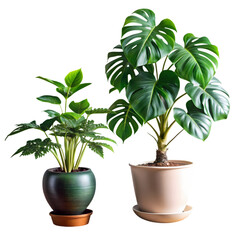 Obraz premium Lush green tropical plants in elegant pots indoor decor home life dark on transparent background
