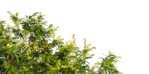 Cut out of green tree branches isolated on white